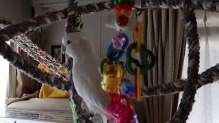 ネムネムから猫の声を聞いて目が覚めるソロモンオウムたろちゃん　Cockatoo waking up listening to cat's cry