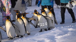 旭山動物園 キングペンギンのお散歩＜モモタくん参加＞