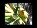 Harvesting my Dwarf Banana