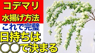 小手毬【コデマリ】の水揚げの方法、これでコデマリの日持ちは変わります