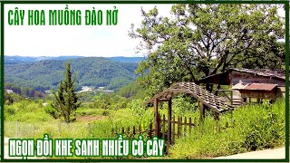 Đà Lạt: cuộc vui chóng tàn, trục vớt 7 đóa hoa sen, ngọn đồi Khe Sanh cỏ cây, hoa muồng đào nở rộ