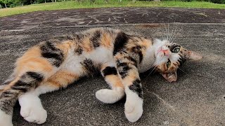 公園で寝ていた三毛猫をナデナデしたらゴロンゴロンと転がってカワイイ