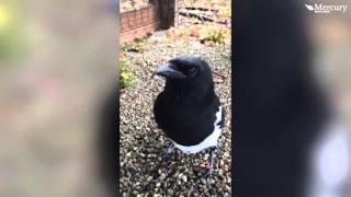 Talking Magpie Becomes Online Sensation