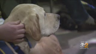 Graduation For Canine Companions On Long Island