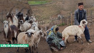 Country life in Talesh Mountains Vlog