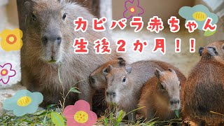 カピバラ赤ちゃん 生後2か月！！