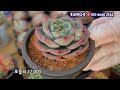 전남 곡성 옥과찐다육 산골 농원에서 다육쇼핑 방부목다육트레이 택배주문가능succulents plant 多肉植物