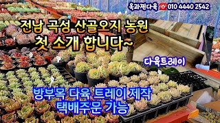 전남 곡성 옥과찐다육 산골 농원에서 다육쇼핑 방부목다육트레이 택배주문가능succulents  plant 多肉植物