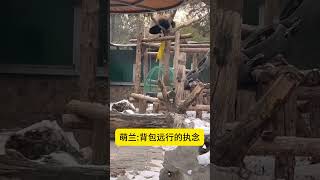 萌兰:背包远行永远是么么儿的执念。生活不止眼前的苟且🐼🐼🐼#panda #熊猫 #萌兰 #丫丫 #menglan