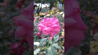 MOV115，觀賞植物提升免疫力，逢甲大學玫瑰花園 #FCU #rose ，#flowers