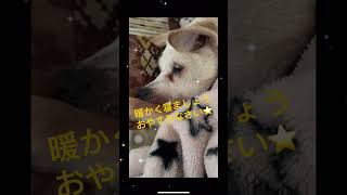 老犬まあこちゃん認知症発症以来夜の様子