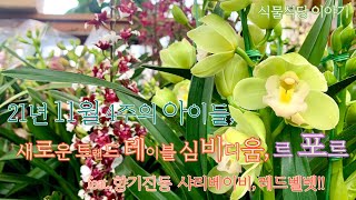 11월4주차 아이들, 테이블심비디움  '르포르' 그리고 향기나는 샤리베이비~