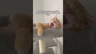 c’est l’heure de la sieste 😴😂 #humour #trend #chat #orangecat #dimanche #dormir #viral_video