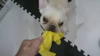 やっぱりお利口さん出来ないフレブル五郎！After all French bulldog Goro who can not do something clever!