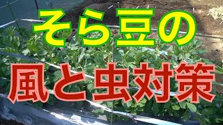 そら豆の育て方 日々のお手入れ編【風対策、アブラムシ対策】