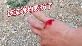 在西藏无人区救助流浪狗被流浪狗咬伤了  也不知道能不能打疫苗太难了