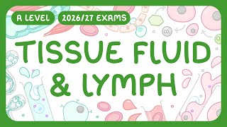 A-Level Biology - Tissue Fluid & Lymph - How They're Formed | Comparison with Blood (2026/27 exams)