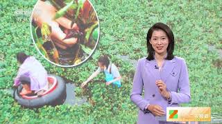 [中国三农报道]湖北武汉：菱角采摘正当时|农业致富经 Agriculture And Farming