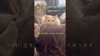 朝のスタイルが独特な飼い猫ラガマフィン #shorts #cat #ねこの日常 #猫のいる暮らし #挨拶 #甘えん坊の猫 #ねこ