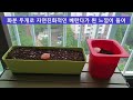 다이소 꿀템~ 텃밭세트 u0026 방울토마토 기르기