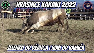 JELENKO OD DŽANGA I RUNI OD RAMIĆA HRASNICE KAKANJ 2023 KORIDA