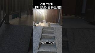 보기보다 뛰어난 새끼 댕댕이의 판단력