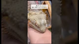 #しゃもじ #フトアゴヒゲトカゲ #トカゲ #爬虫類 #フトアゴ #ペット #ペット動画 #beardeddragon #ナイトルーティン #ルーロ