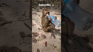 សត្វស្វានៅភ្នំតាម៉ៅ Monkey at Tamao Mountain