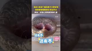 调皮的大象穿门缝用鼻子讨要食物：蔬果都被稳稳接住，相当灵活！网友：好担心食物掉到鼻孔里。