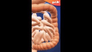 What Causes Bloating? | Explained in 3D #Shorts