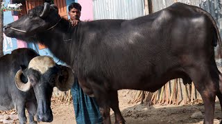 মহিষের বড় ব্যবসায়ী বাবু ভাইয়ের কক্সবাজার সহ সারাদেশে মহিষ বিক্রি।ইন্ডিয়ান বর্ডার এলাকার মহিষের বাজার