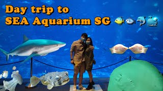 豪俽晴 | SEA Aquarium之旅 | 新加坡海洋馆 | 鱼怕雨? | Baby Shark do do do | 海洋馆卖鱼? | 鲨鱼 | 魟鱼 | 鳗鱼 | 水母 | 全都是鱼