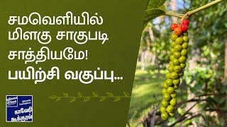 சமவெளியில் மிளகு சாகுபடி சாத்தியமே! பயிற்சி வகுப்புக்கு விவசாயிகளை அழைக்கிறோம்.