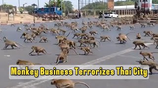 Monkey Business Terrorizes Thai City: Lopburi's Battle with Urban Macaques