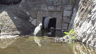 多摩川の野鳥