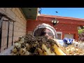 KILLER BEE INFESTATION VS HEAT STROKE-ABANDONED HOUSE WITH FOUR HUGE HIVES!!