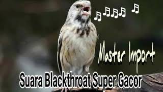 Blackthroat Botswana Gacor Buka Sayap Cocok Untuk Masteran Kenari