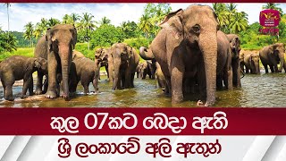 කුල 07කට බෙදා ඇති ශ්‍රී ලංකාවේ අලි ඇතුන් - Sri Lanka Elephants | Rupavahini News