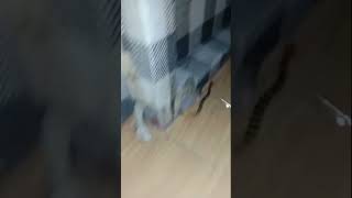 Centipede caught by a dog#shortsviral#trendingshortsvideo#shortfeeds#shortsvideo