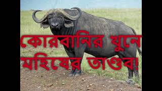 কোরবানির খুনে মহিষের তাণ্ডব! ভয়ংকর মহিষ! (Angry Buffalo)