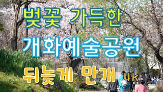 뒤늦게 만개한 개화예술공원 벚꽃 [뉴스24TV]