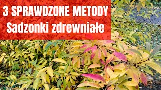 Jak zrobić sadzonki forsycji?jak rozmnożyć forsycję? NAJPROSTSZE METODY