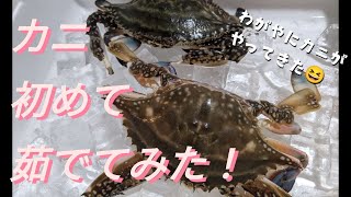 【カニ】カニの茹で方/初めて蟹を茹でてみました/渡り蟹/年末年始にどうでしょう?