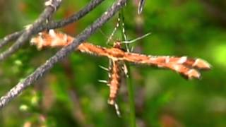 PTEROPHORE / Pterophorus / Papillon Suèdois ! BRUITX