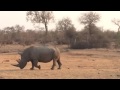 rhino watching at the lowveld belt in balule game reserve kruger national park