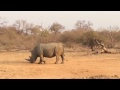 rhino watching at the lowveld belt in balule game reserve kruger national park