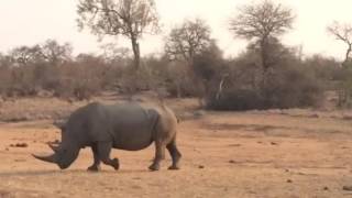 Rhino watching at the lowveld belt in Balule Game Reserve - Kruger National Park