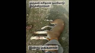 #dog மக்களாகிய உங்கள் உதவியோடு இன்று இவர்கள் நலமோடு இருக்கிறார்கள் நன்றி மக்களே 🙏