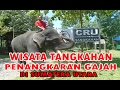 WISATA TANGKAHAN | PENANGKARAN GAJAH DI LANGKAT SUMATERA UTARA