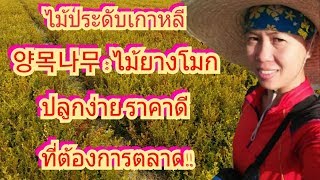 แรงงานไทยในเกาหลี|พามาขุดไม้ประดับ|회양목나무|ไม้วียางโมก|Buxus koreana|งานเกาหลี|งานสวนเกาหลี